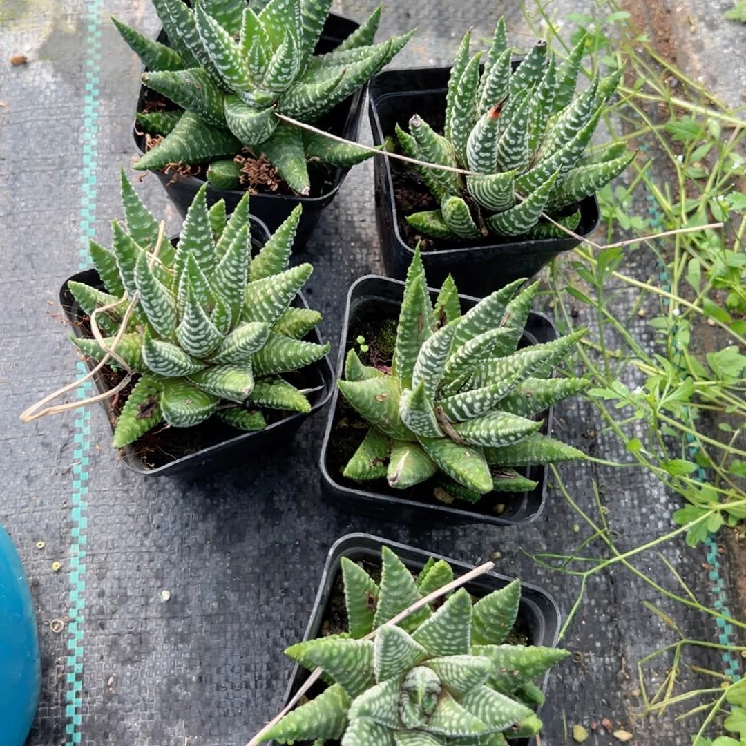 硬叶多肉植物一颗多肉