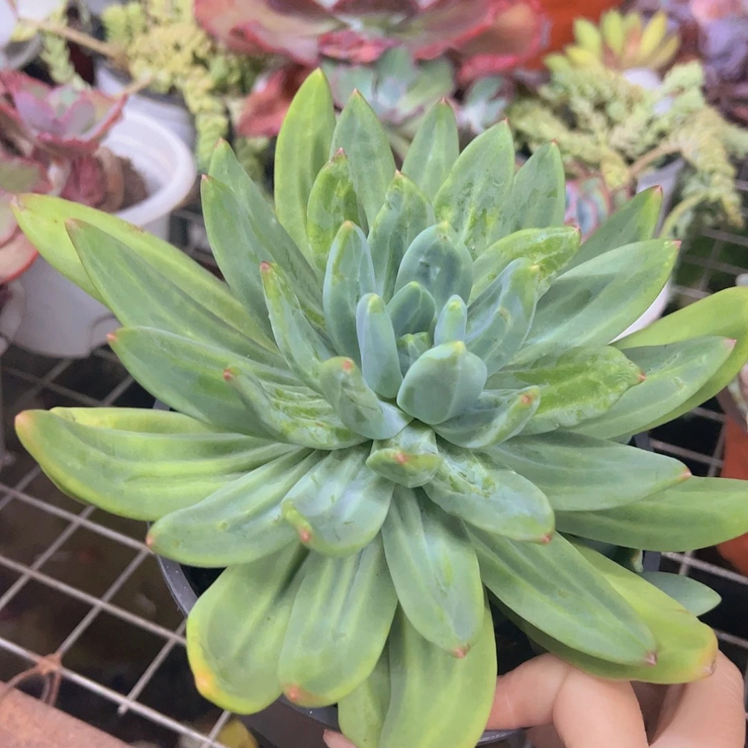 海洋之歌大单头老桩