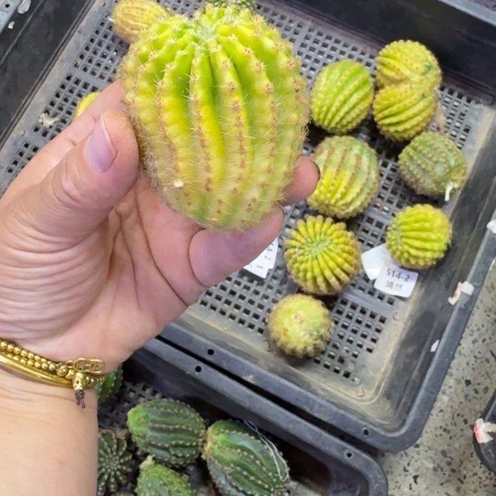 337彩草514.2嫣然歪4公分左右锦,20包邮