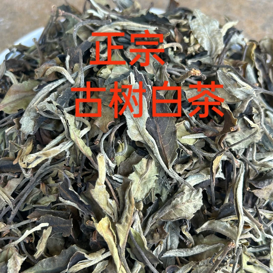 正宗云南头春头采古树白茶