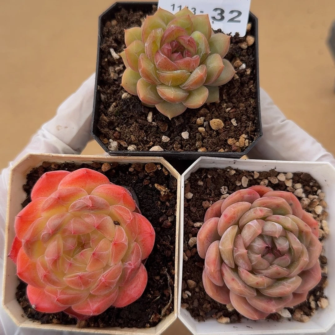1113-32多肉三颗组合