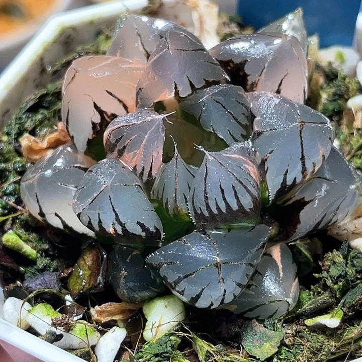 863水晶玉露锦特选福利
