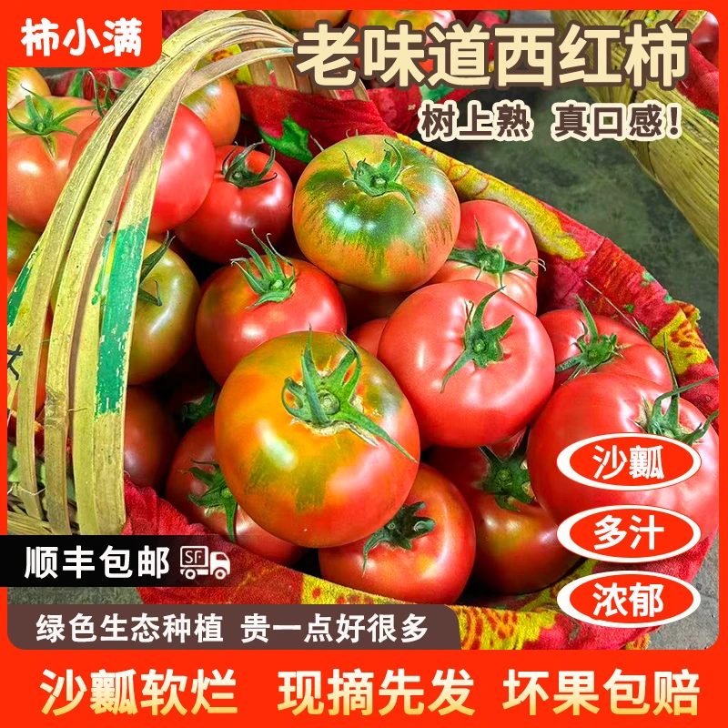 （老品种口感西红柿）攀枝花西红柿5斤生吃口感番茄洋柿子