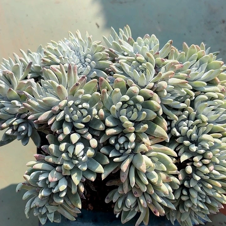 仙女杯多肉植物提取