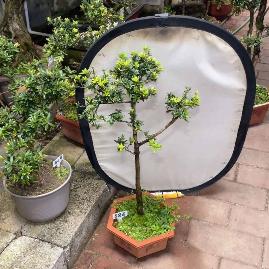 巴***饭以实际为准罗汉松珍珠586