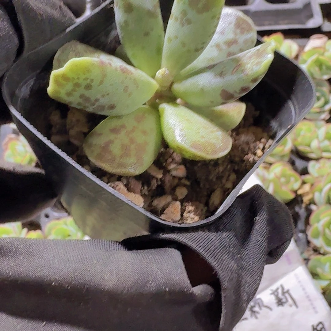 精品海豹多肉植物