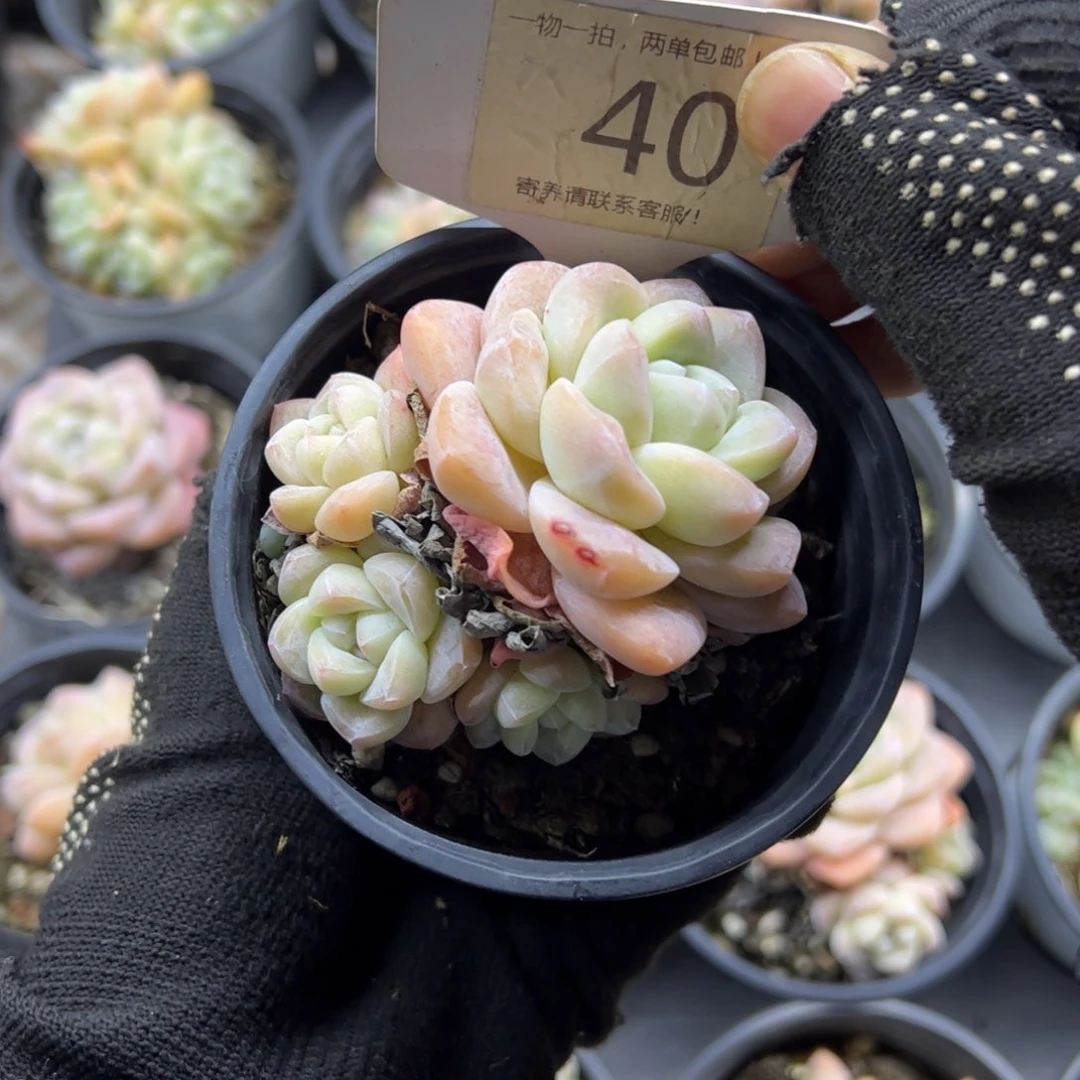 红陶40号多肉植物