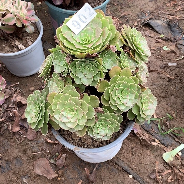 多肉植物万圣节902