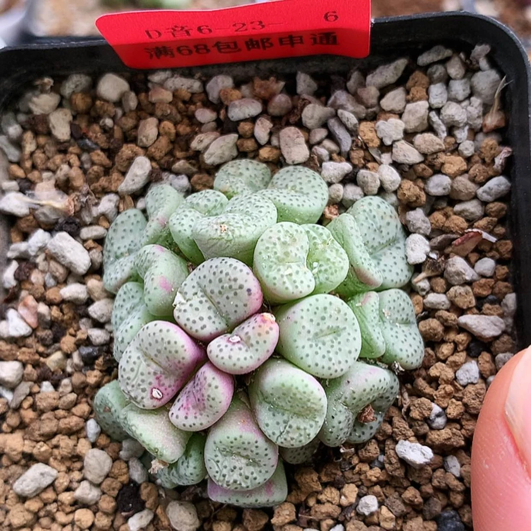 【闪购商品】6-23-6 饼一群