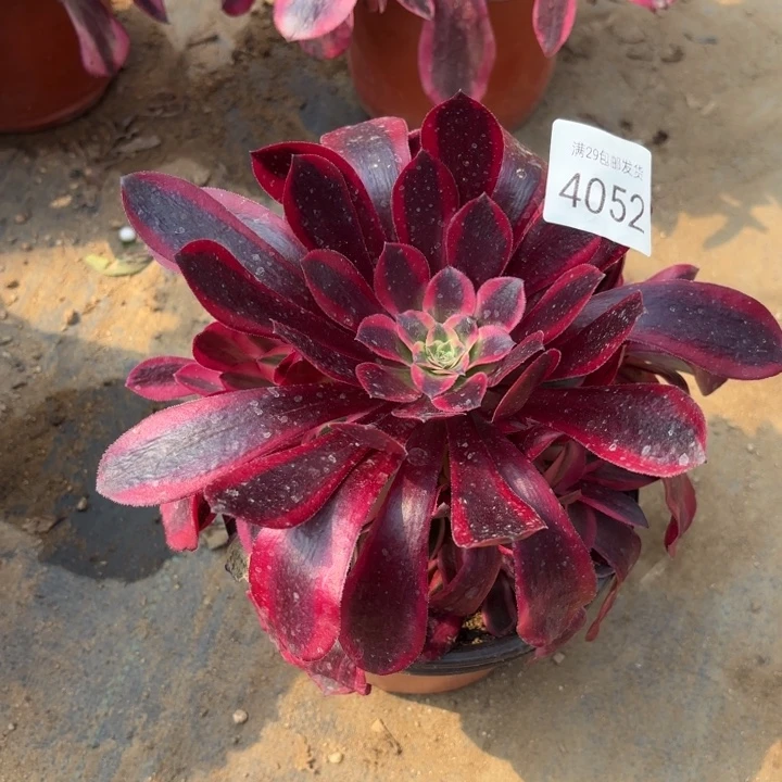 美杜莎多肉法师4052