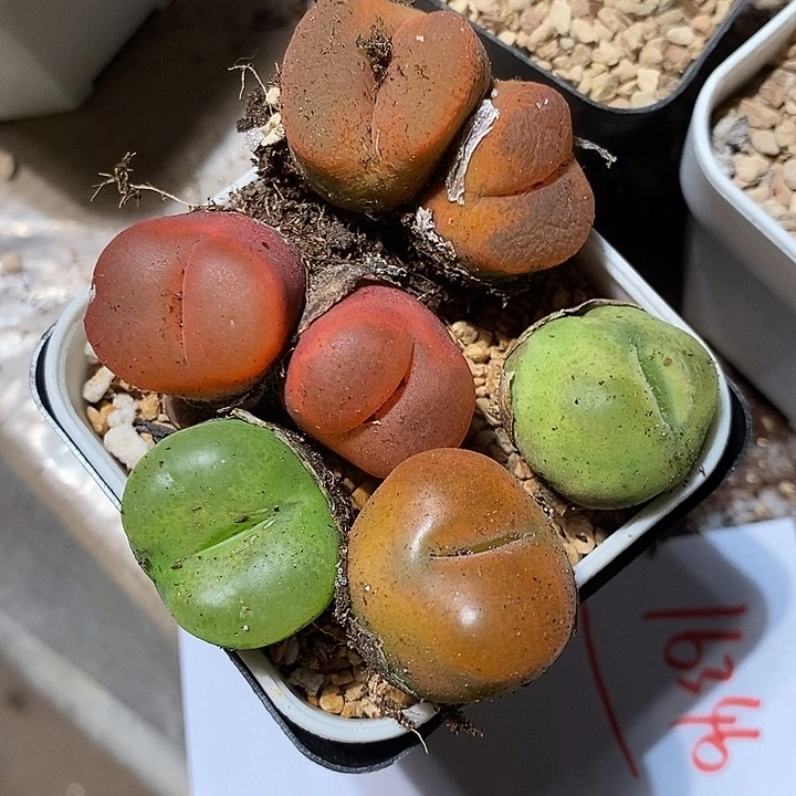 16346。   一组毛毛。