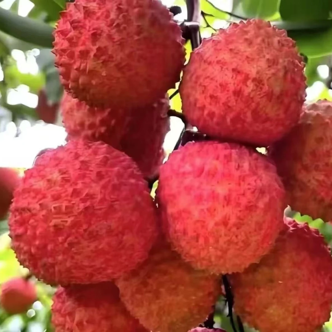 【顺丰京东冷链】LS海南妃子笑荔枝当季新鲜现摘老树水果肉厚香甜