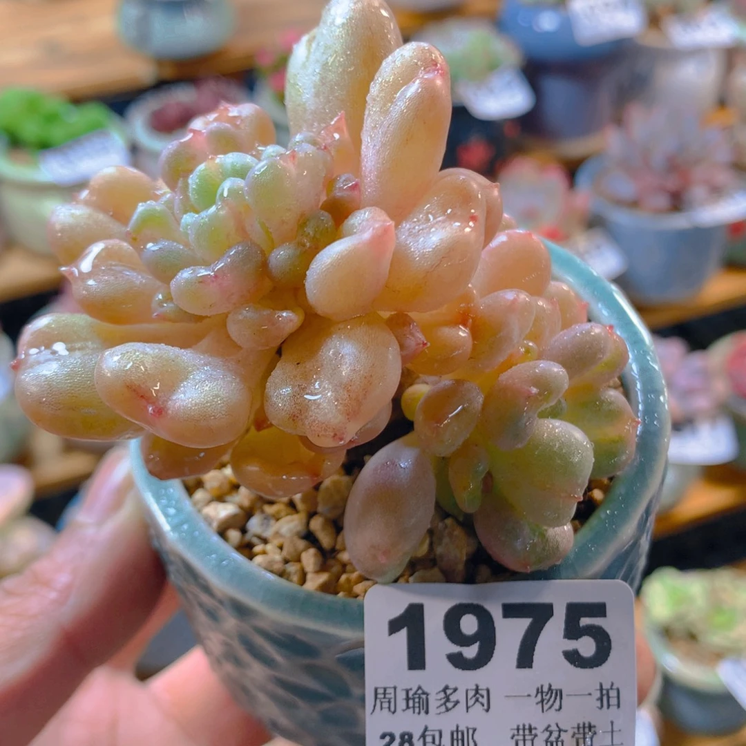 精控多肉植物1975