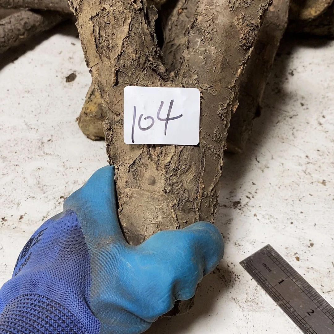 木X*Z火琉璃……火琉璃