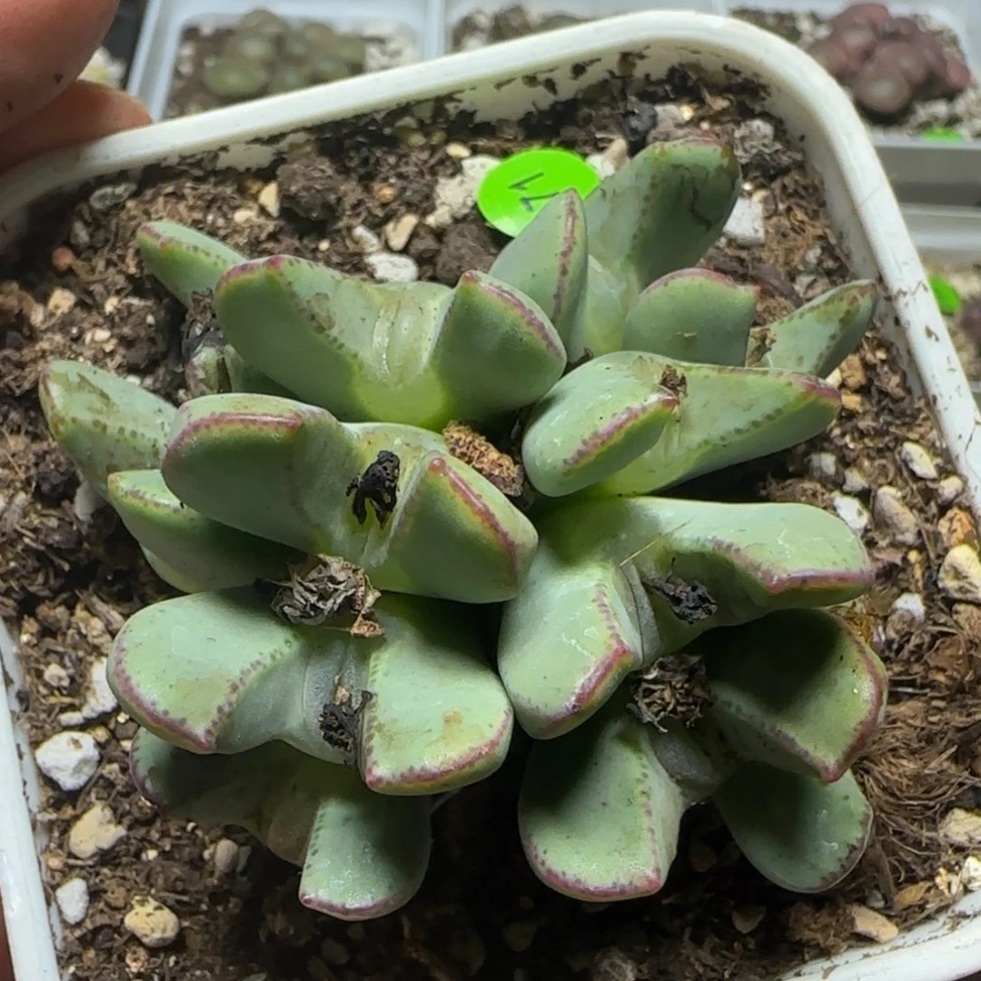 嘟嘟嘴大眼睛多肉植物71