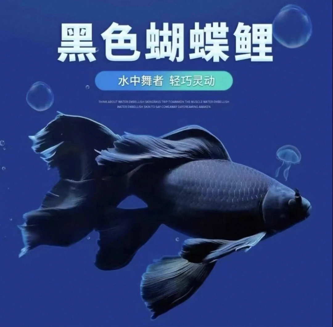 台湾蝴蝶鲤纯种锦鲤贵妃蝴蝶球体短身好养淡水鱼冷水冷水鱼