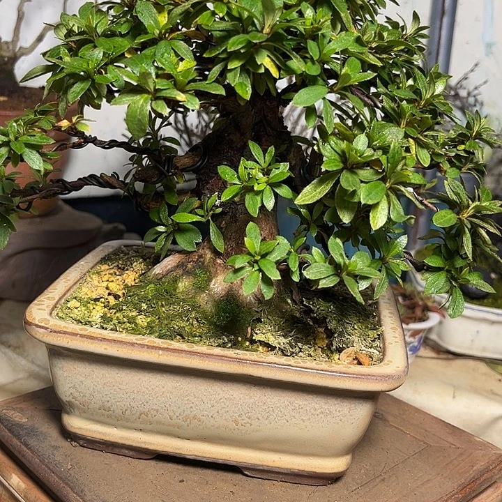 *****无花朵日之23558986336