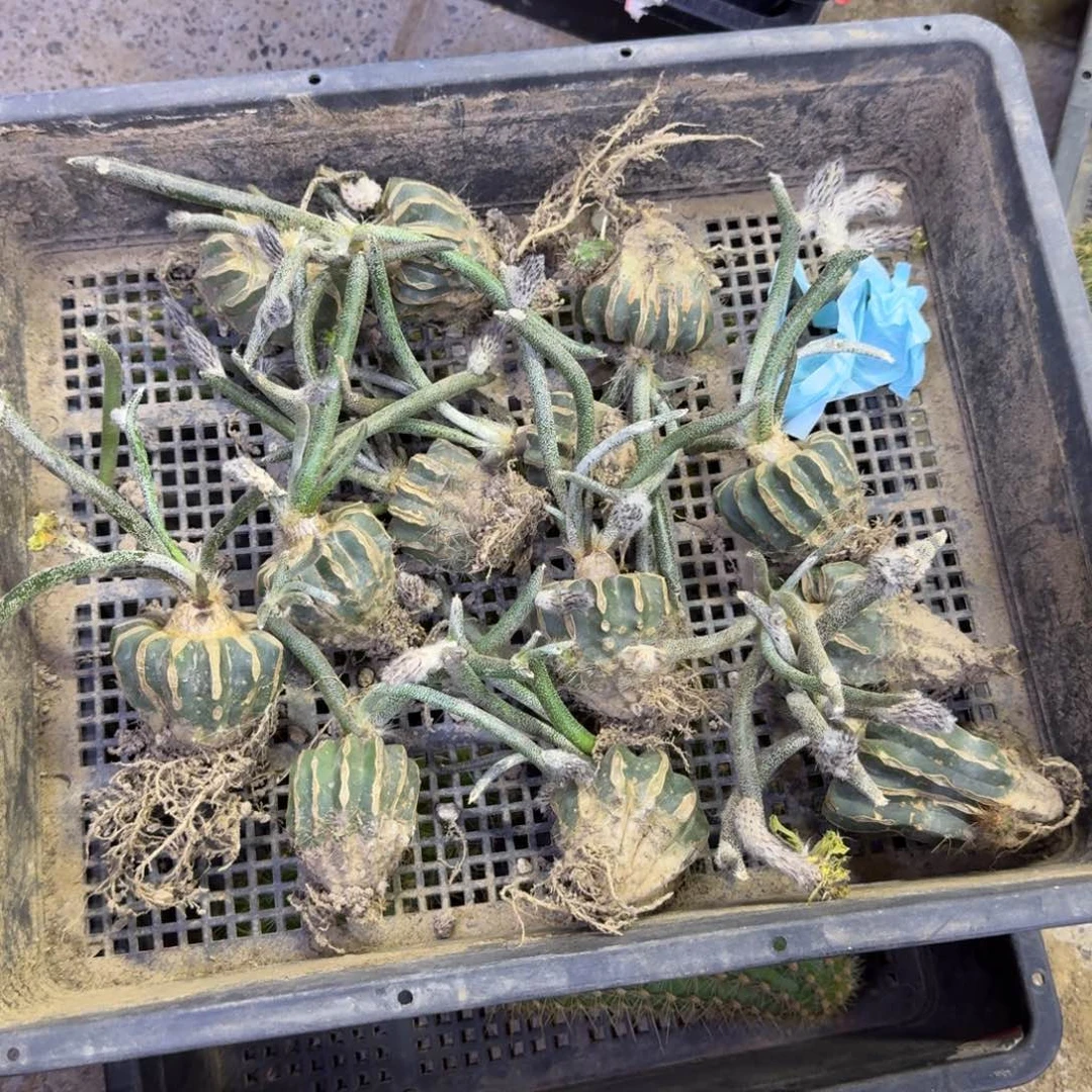 356美杜莎不好球接软，20包邮