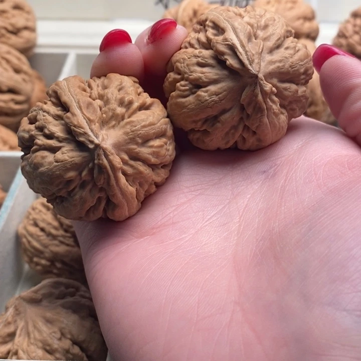 博***.霸王龙全品无修一刀没动