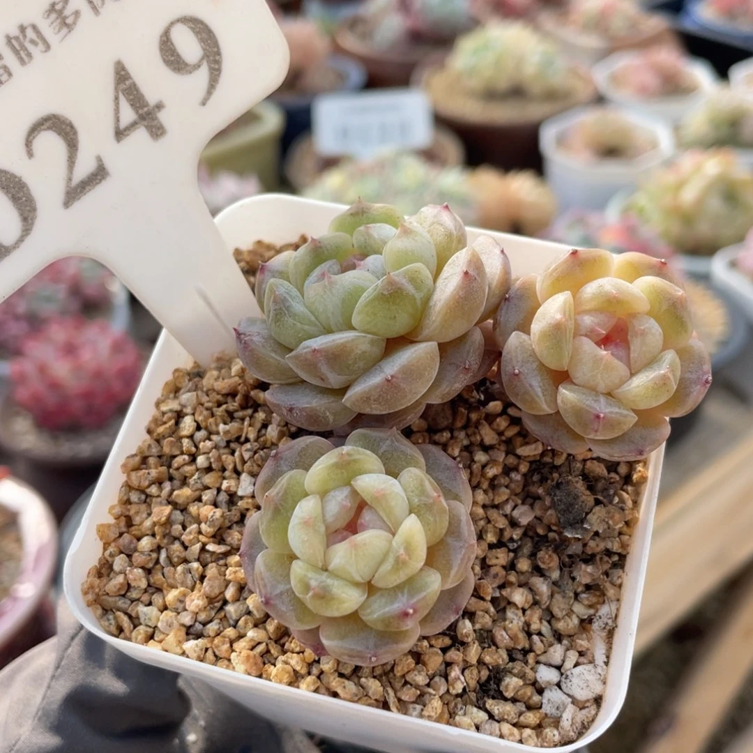 249 白色恋人 6.5厘米