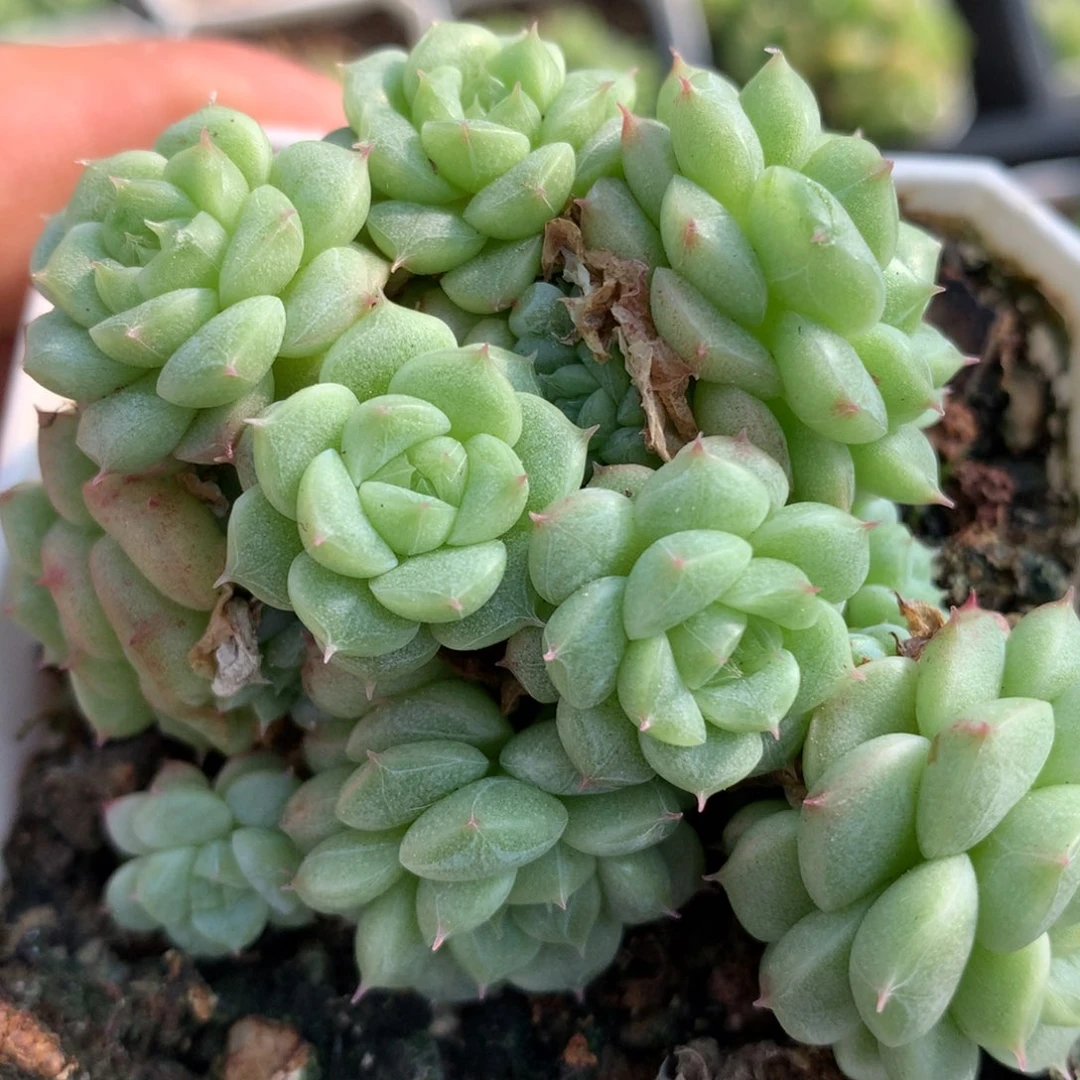 0609-330 珍妮优选
