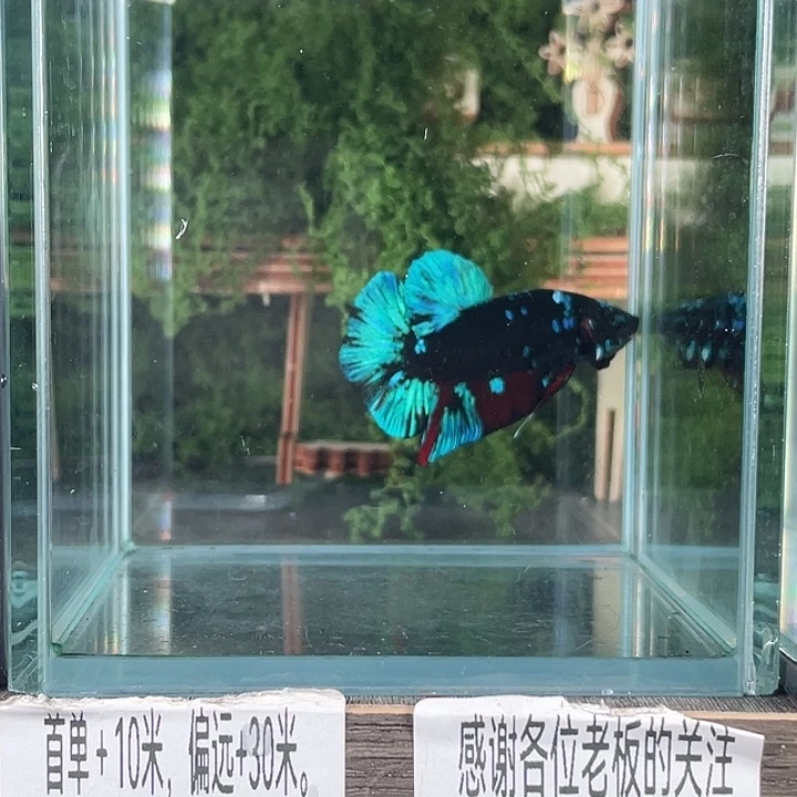 斗鱼活体不退不换谢谢