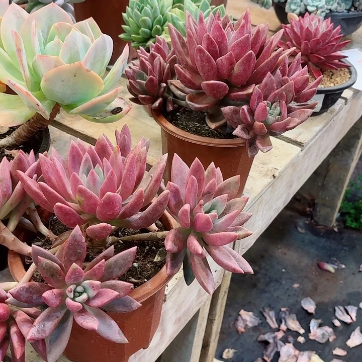 桃花源精品多肉盆栽