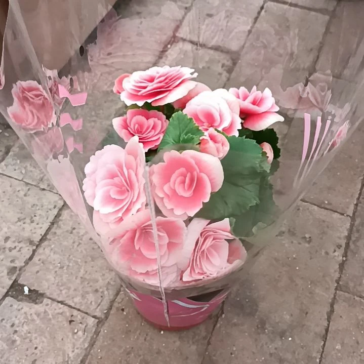 首衡花卉博览园专拍