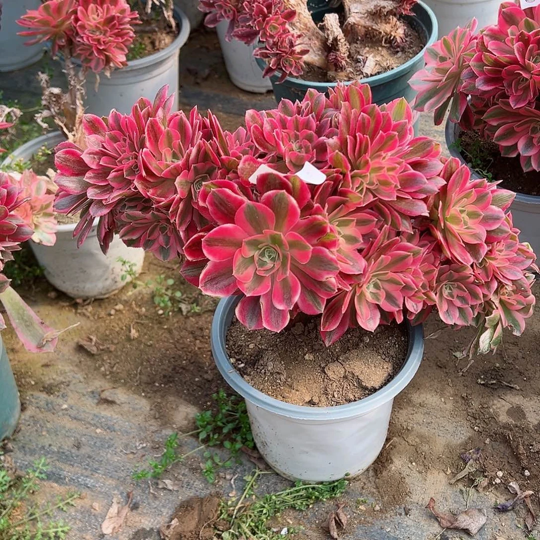 紫砂茶宠粉女巫缀化老桩515