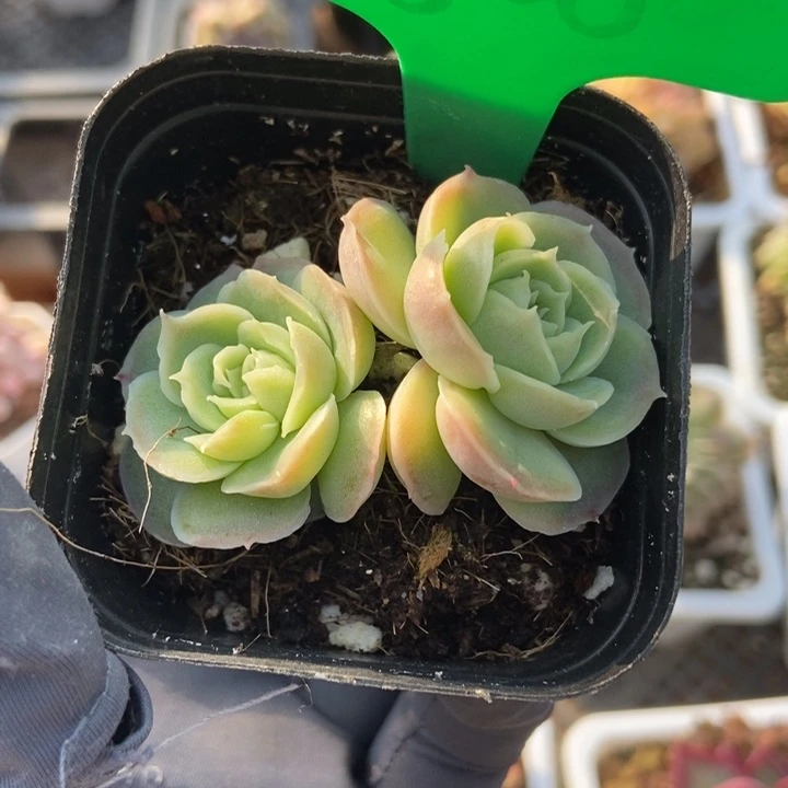 806虾饺多肉植物保护