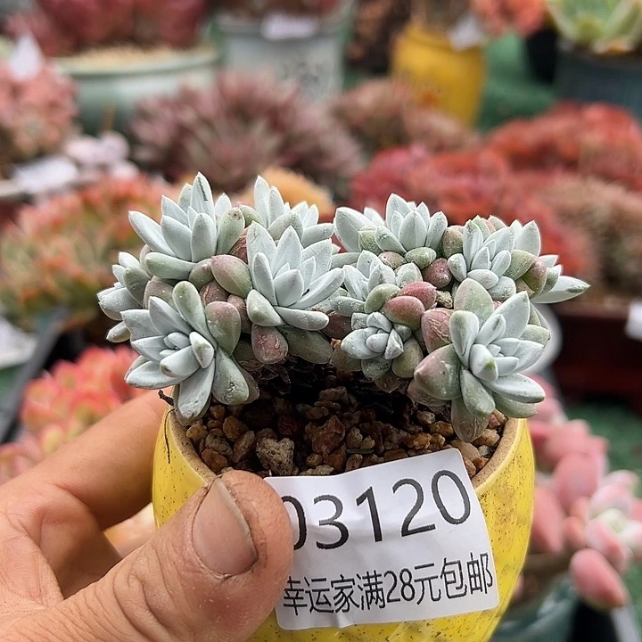 幸运儿的一个小秘密是