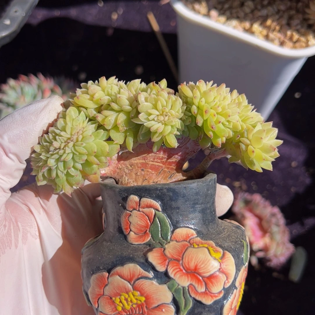 新年快乐 新年快乐