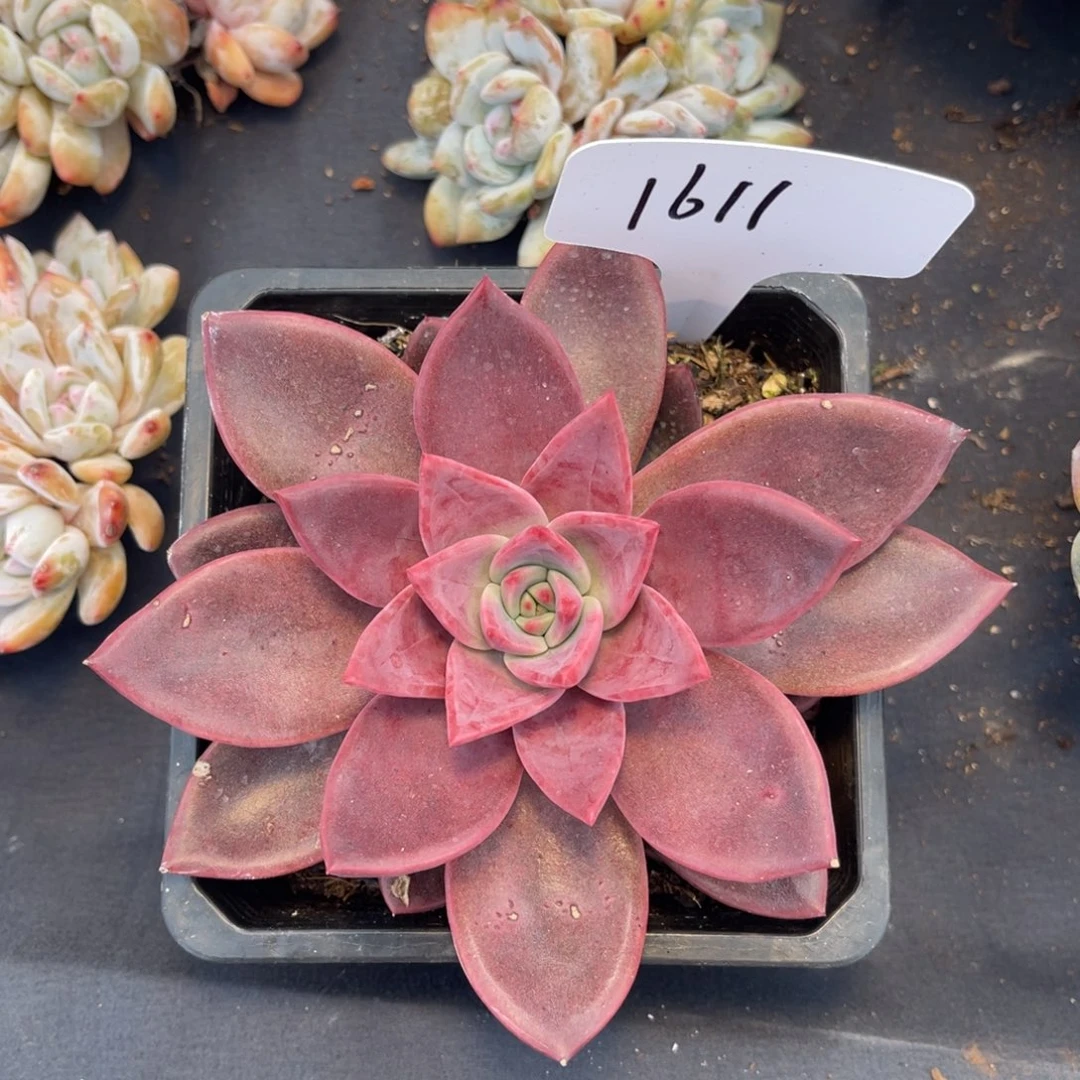 老阿姨花卉一物一拍1611