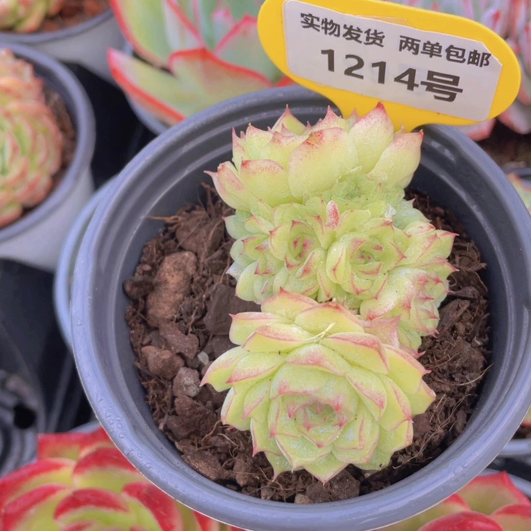 1214号 玫瑰精品女王群