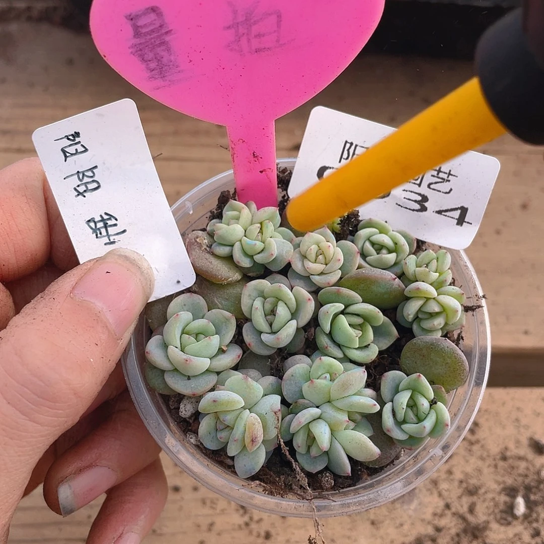 量拍多肉植物多肉植物934