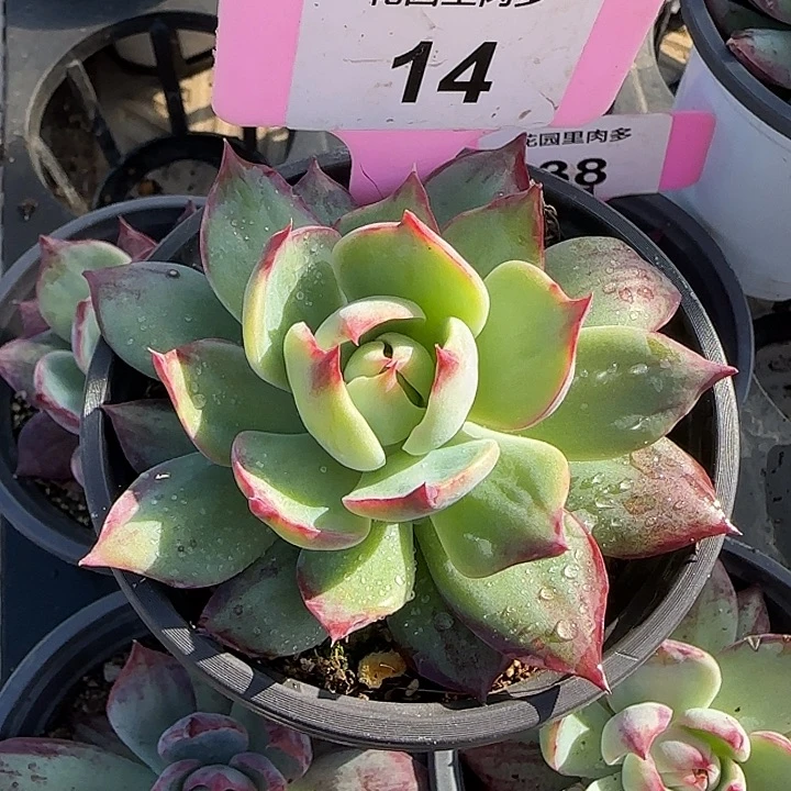 14 惊鸿仙子多肉植物