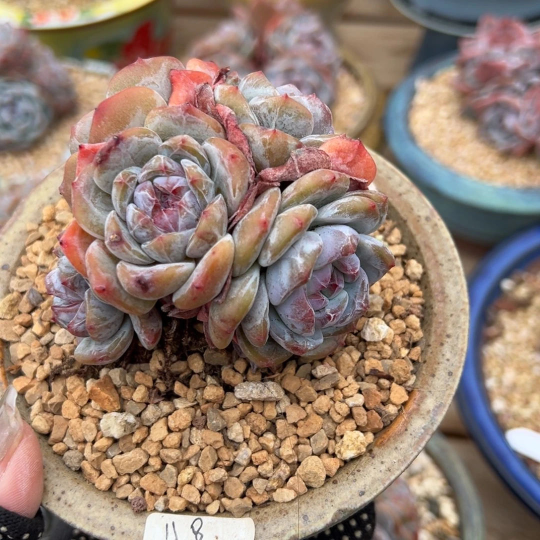 五头球形手捧紫心