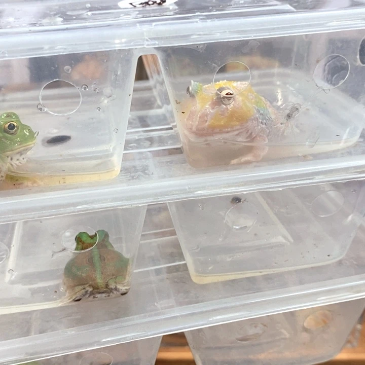 团****角蛙515号团子专拍