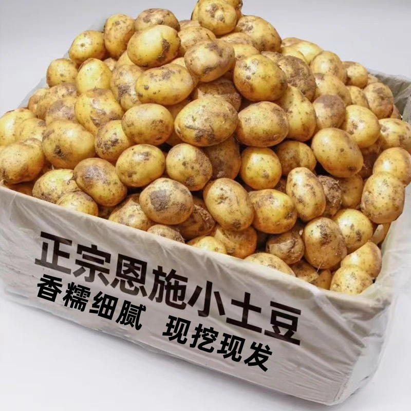 【南方小土豆】网红恩施小土豆新鲜当季蔬菜富硒马铃薯洋芋粉糯香甜