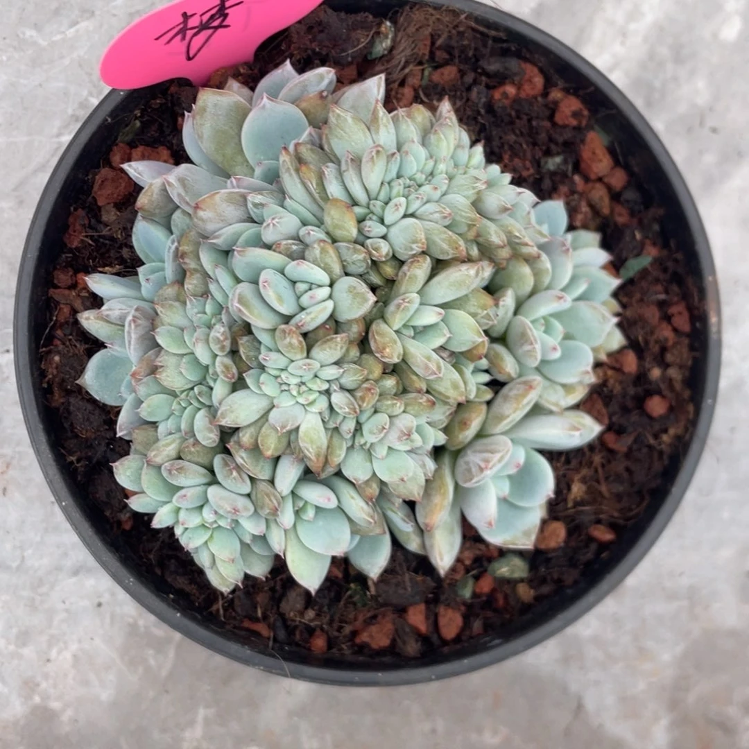 ****&石榴子星影缀化228分期149