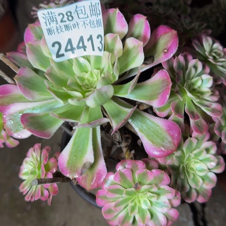 24413南同白多肉植物