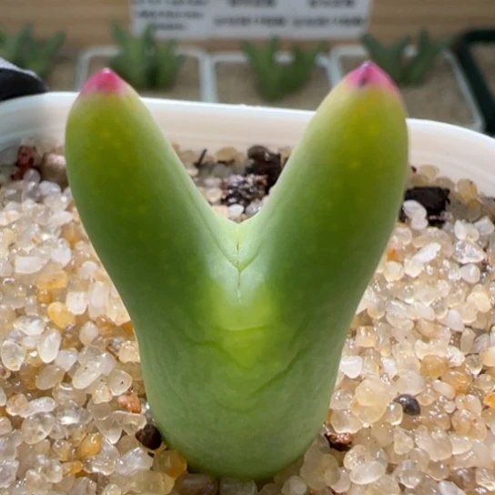 正版皮卡丘黄体一颗684。