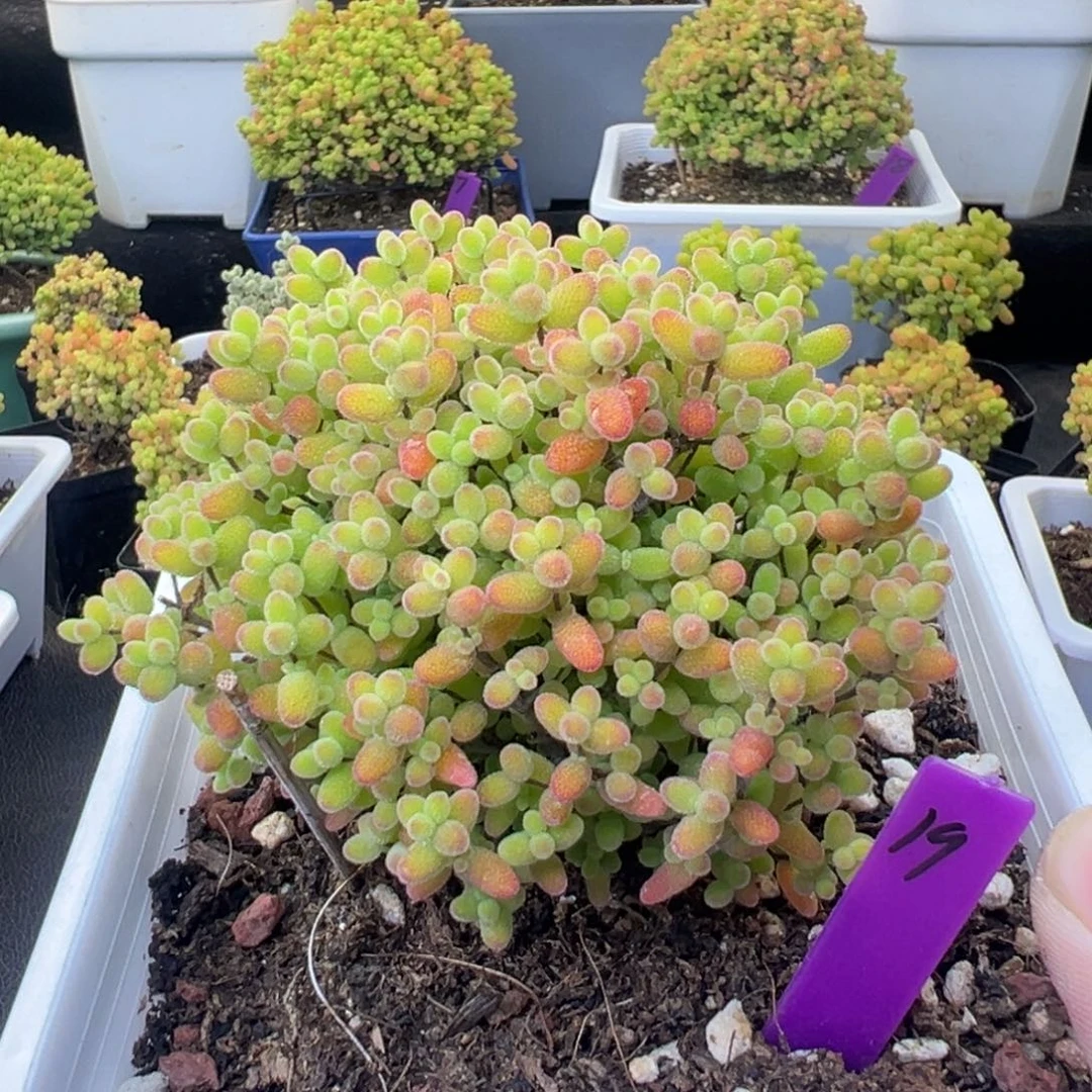 19号12cm盆蜜橘糖球