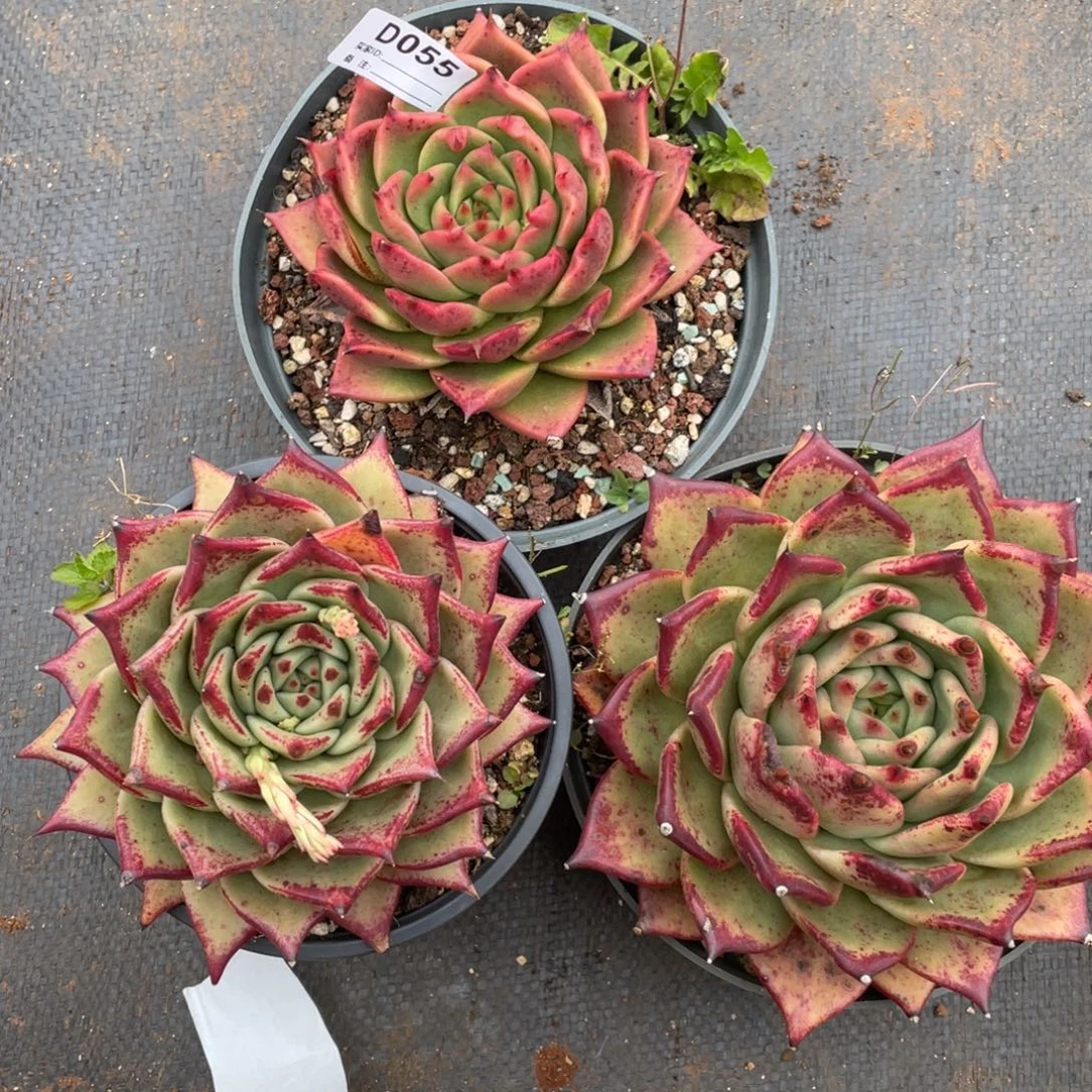 无花朵若如东云组拍D055