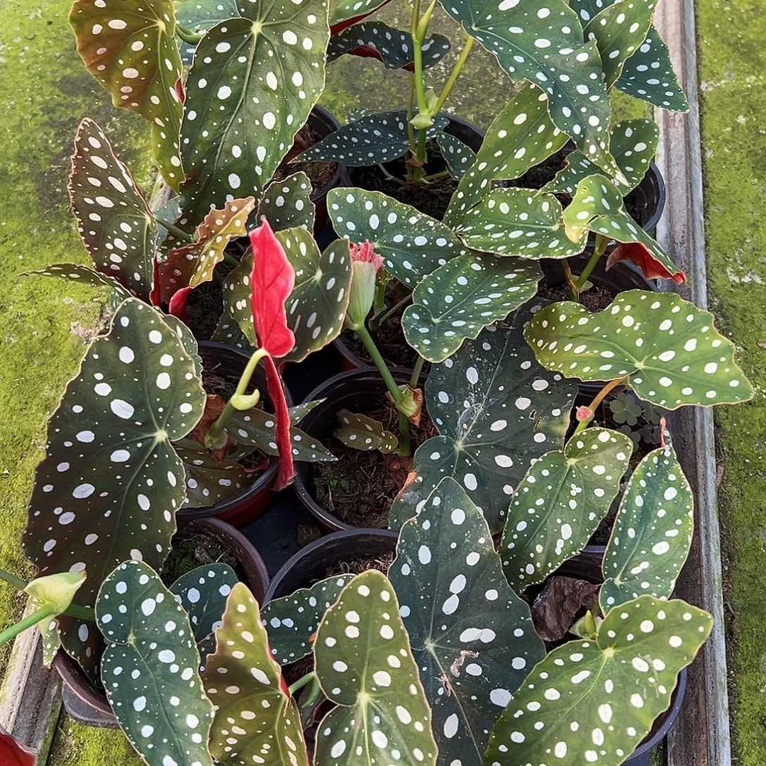 完全开放退锦鳟鱼两颗随机发货不售后