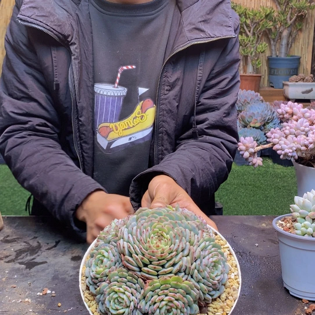 硫*15号白胖子手捧