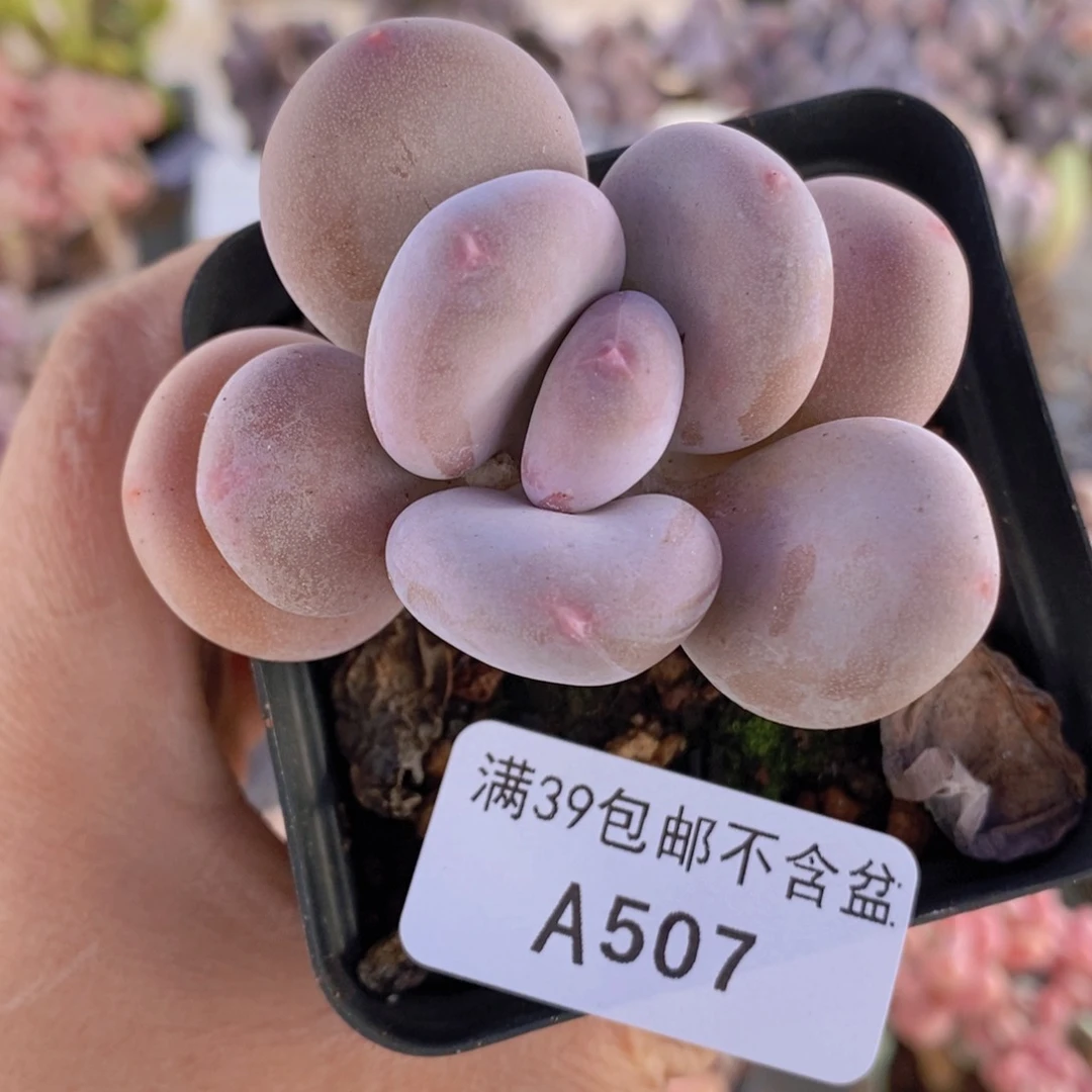 黄金大叶奶单头507多肉植物