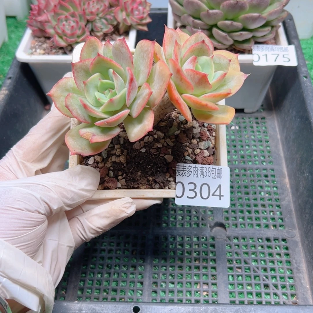 多肉一物一拍植物0304