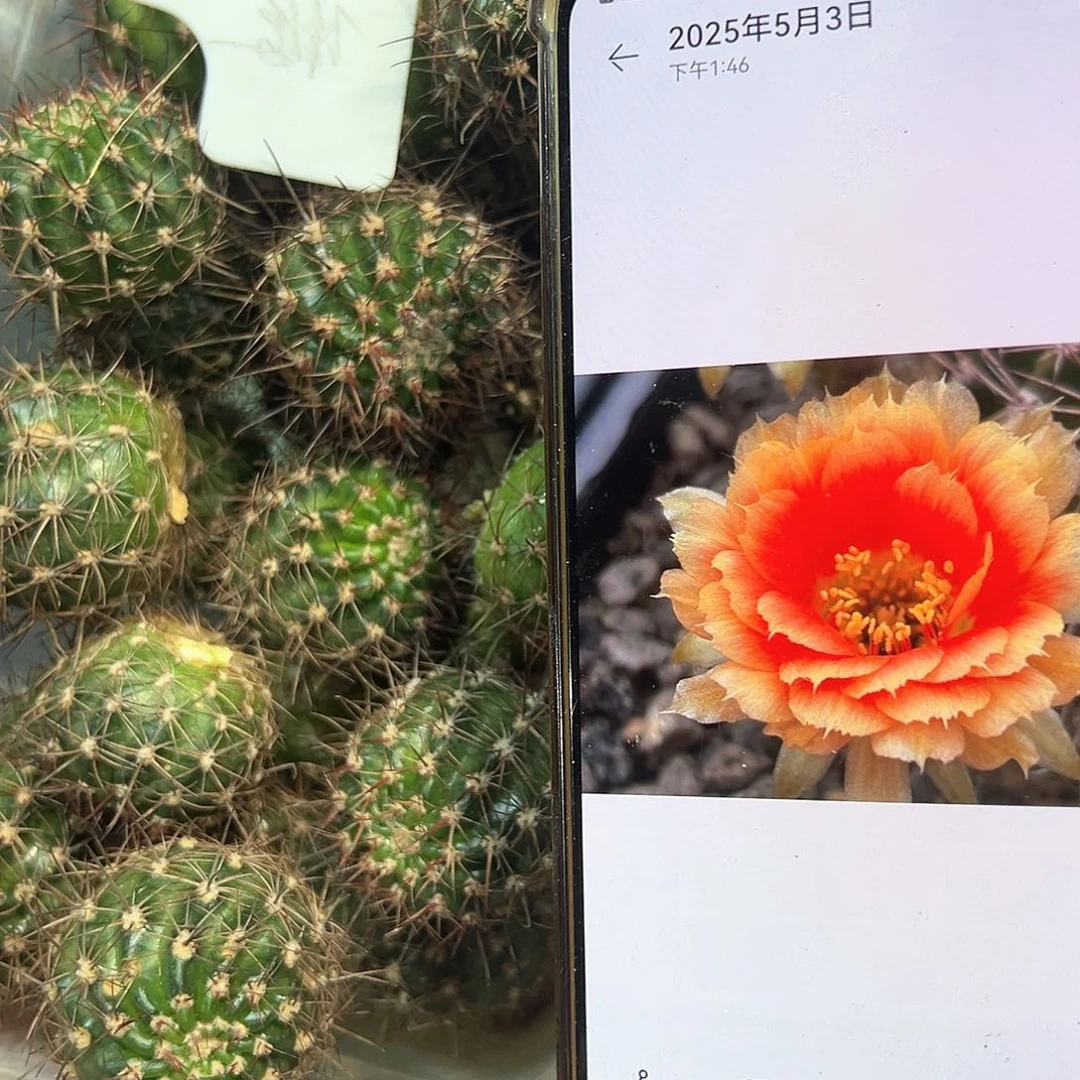 凤舞丽花属仙人球往事多肉园