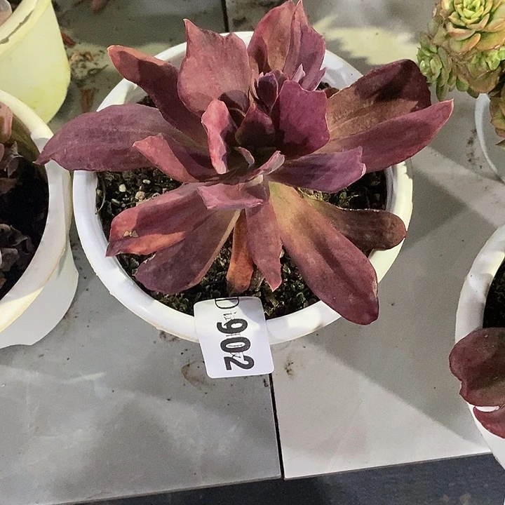 麻***坊902钻石锦多肉植物